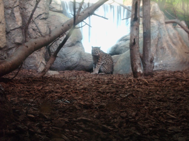 Zoo de Granby ou Parc Safari Zoogra20