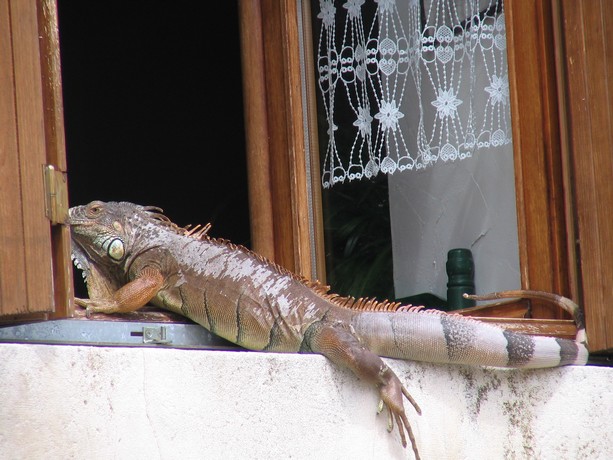 iguane sur sa fenêtre à chauvigny Chauv104