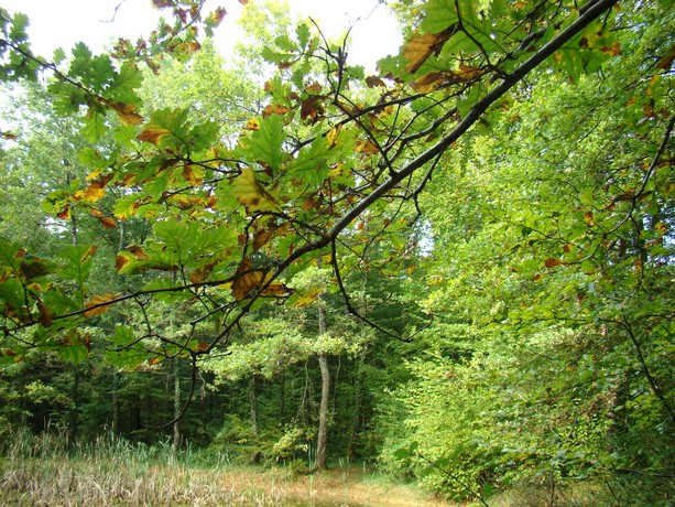 prémices de l'automne en charente Dsc04429