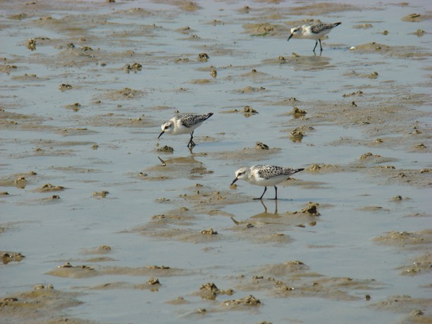 mouettes et autres oiseaux Stpala31