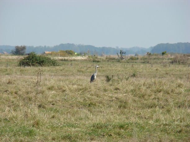 mouettes et autres oiseaux Stpala32