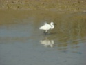 mouettes et autres oiseaux Stpala26