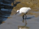 mouettes et autres oiseaux Stpala34