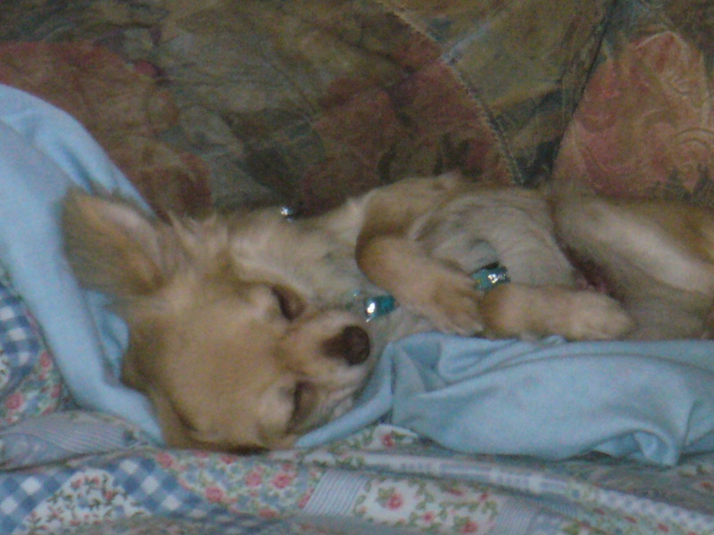 IRIS, chihuahua 1,5 ans - F P1050110