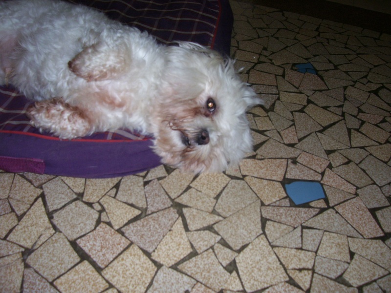 PRINCE petit bichon orphelin de 8 ans. ADOPTE Photos16