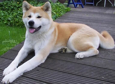 L'Akita Inu Akita10