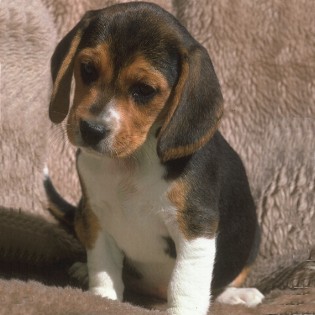 Le Beagle Beagle10