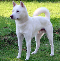 Le Kishu Kishu_11