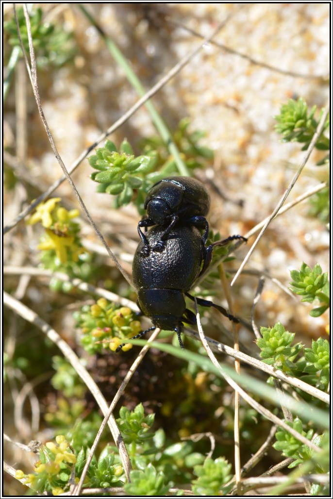 I got it ? (Timarcha goettingensis, Timarcha maritima) Chryso10