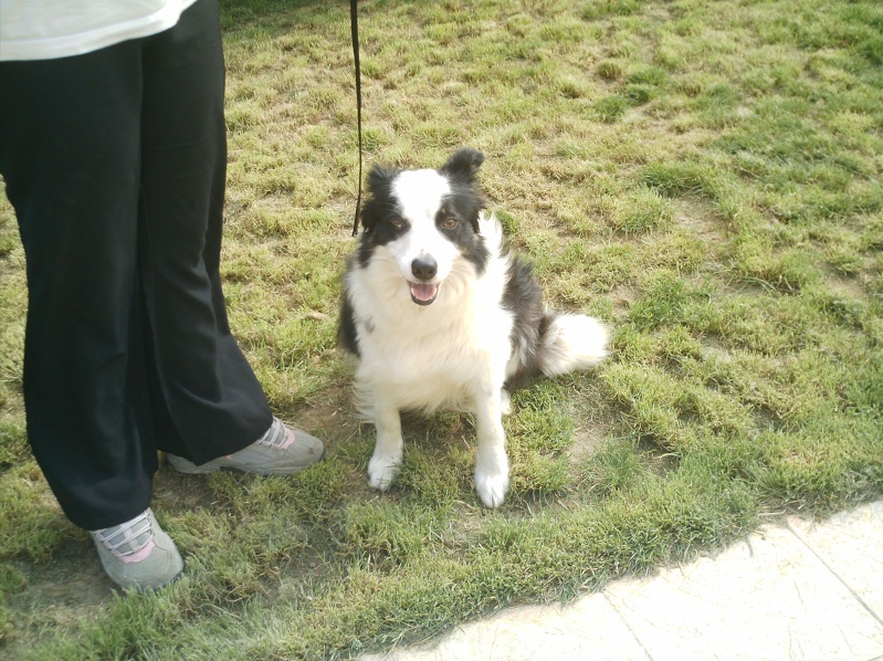 Tara, femelle Border Collie (61) Tara10