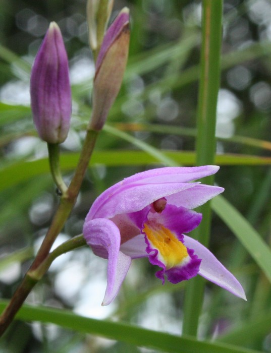 Orchidées de Chine Fleur_10