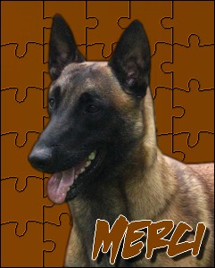 cherche photos de malinois Casano11