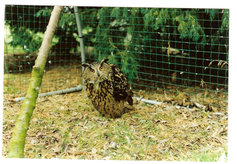 (Belgique) Des rapaces confisqués(09/08/2007) Grand-10