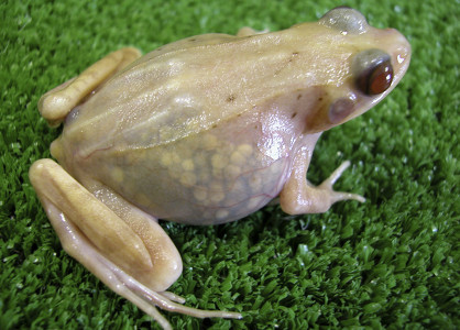 Des scientifiques japonais crent 1 grenouille transparente Grenou11