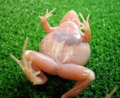 Des scientifiques japonais crent 1 grenouille transparente Grenou12