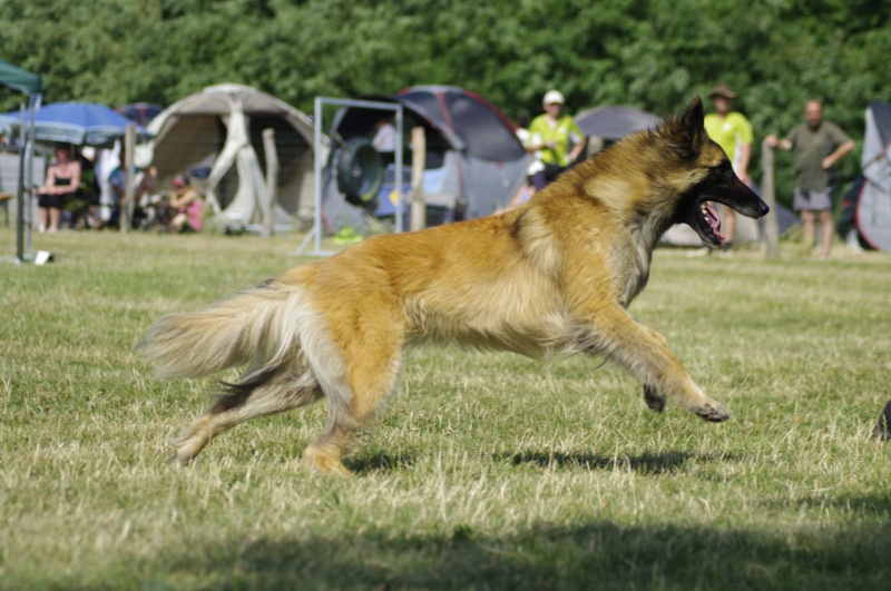 langeac agility _igp8311