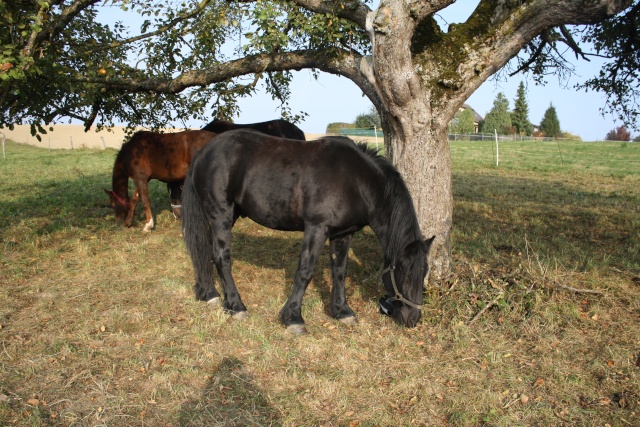 laurence et tchico en suisse Img_1220