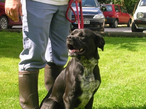 CHARLY MALE CROISE LABRADOR-BOXER 1AN Charly10