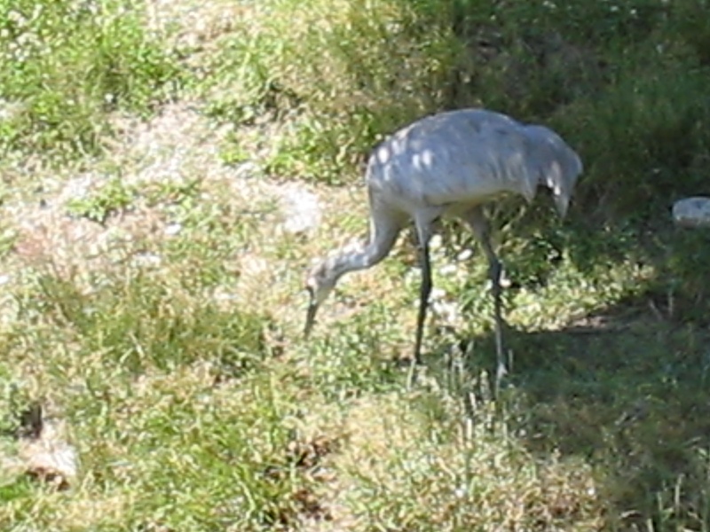 Zoo de Granby ou Parc Safari Img_3917