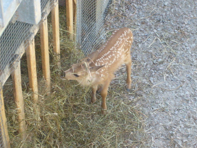 Zoo de Granby ou Parc Safari S6300313