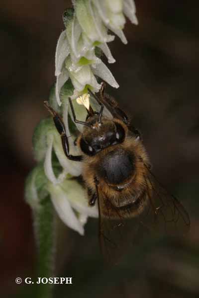 Spiranthes spiralis  ( Spiranthe d'automne ) 2_poll10