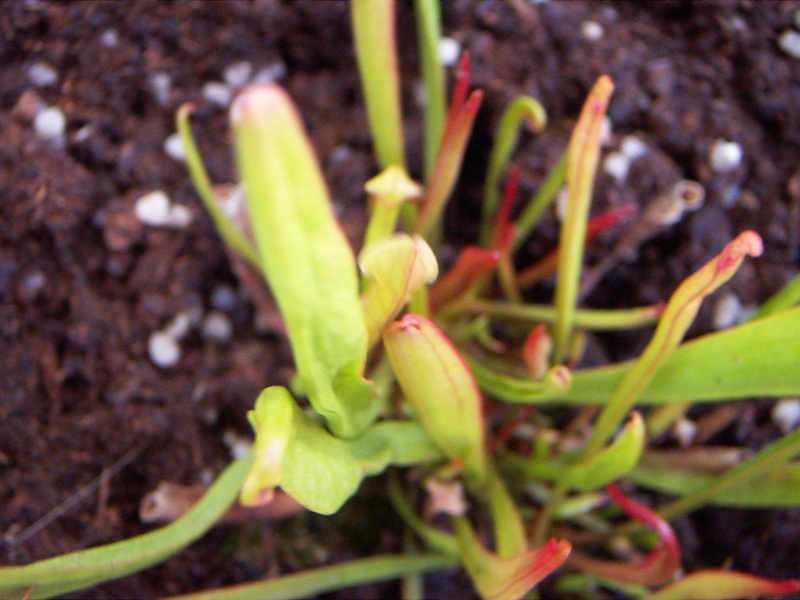 sarracenia et darlingtonia Pc_06510