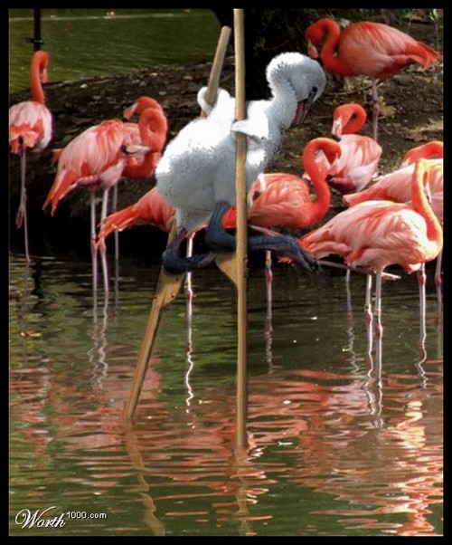 pour les amoureux des oiseaux!!! - Page 5 31573311