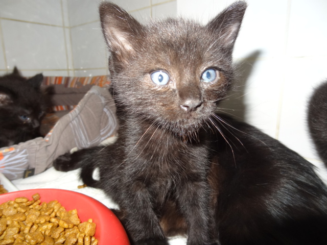 Les bébés de CARMEN Angora Noire (01/09/2015) Carmen12