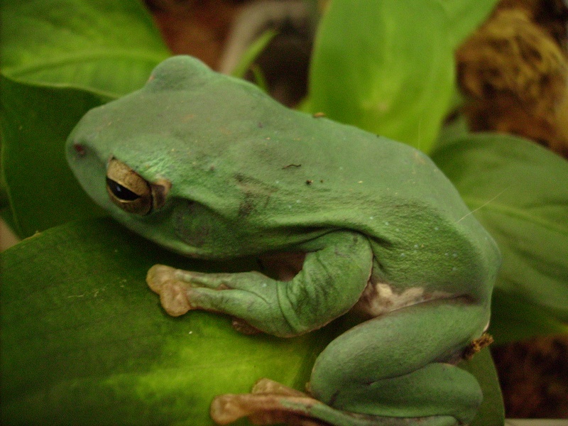 Une autre Rhacophorus dennysii Photo_12