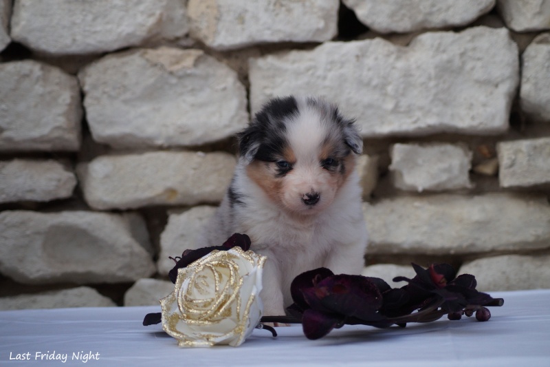 Chiots: quand y a plus de corgis, y a des aussies!!!  Dsc06710