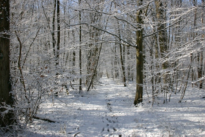 Forêt sous son manteau Blanc Img_2610