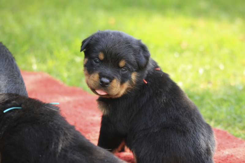 Chiot Rottweiler LOF Des Sentinelles des Libertés - Page 3 Img_8227