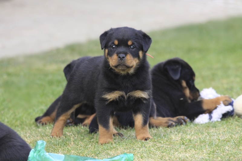 Chiot Rottweiler LOF Des Sentinelles des Libertés - Page 4 Img_8715