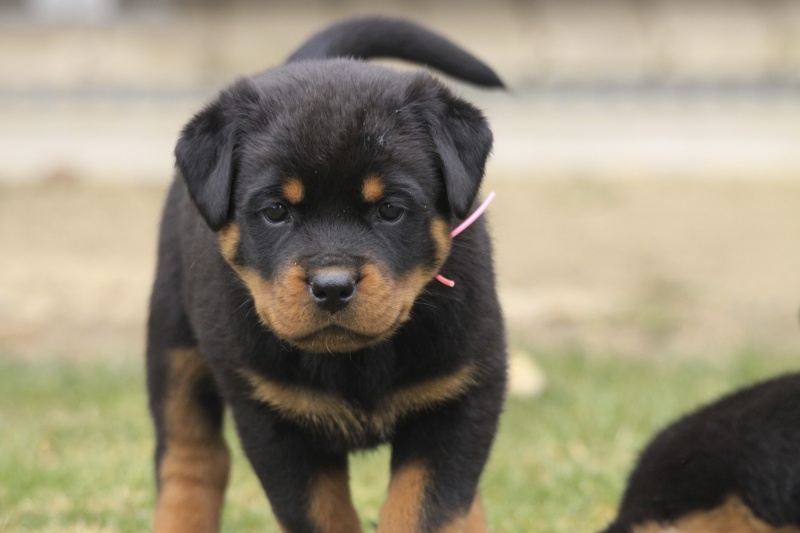 Chiot Rottweiler LOF Des Sentinelles des Libertés - Page 4 Img_8811