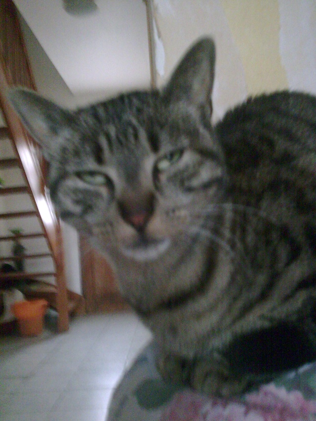 Perdu chat depuis le 23/05/11: Hermione tigrée à Jumel (80) RENTREE à la maison ! Photo035