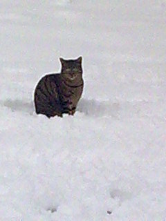 Perdu chat depuis le 23/05/11: Hermione tigrée à Jumel (80) RENTREE à la maison ! Photo036