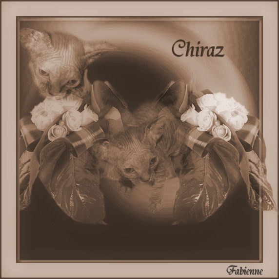 ma peite fleur Chiraz11