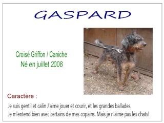 GASPARD X CANICHE GRIFFON- 8 ans- SPBA DANS LE CHER (18) Gaspar12