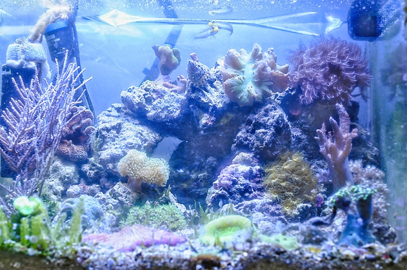 Le cube à Goug (64L bruts) Dsc_9410