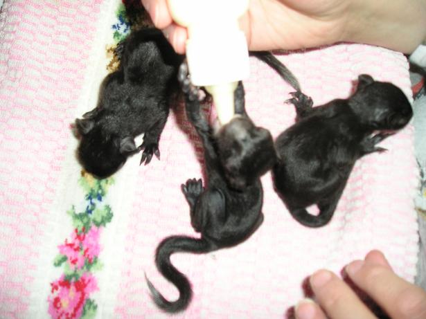 mes bébés écureuils noirs :O) Bebes_10