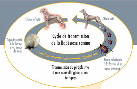 Piroplasmose canine Cycle10