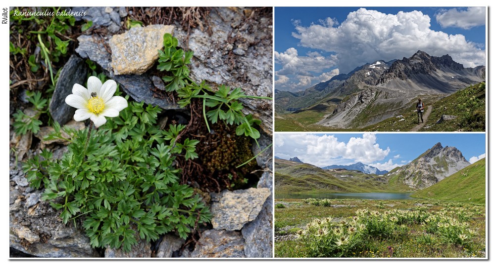 Un été (2015) en haute Tarentaise (73) 15-07-24