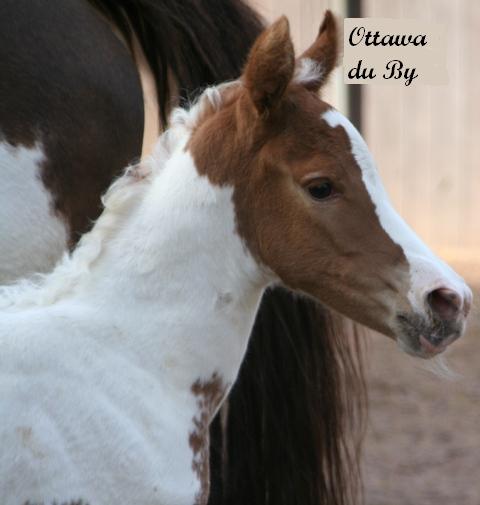 Les bébés 2011 Jason Arabians Ottawa11