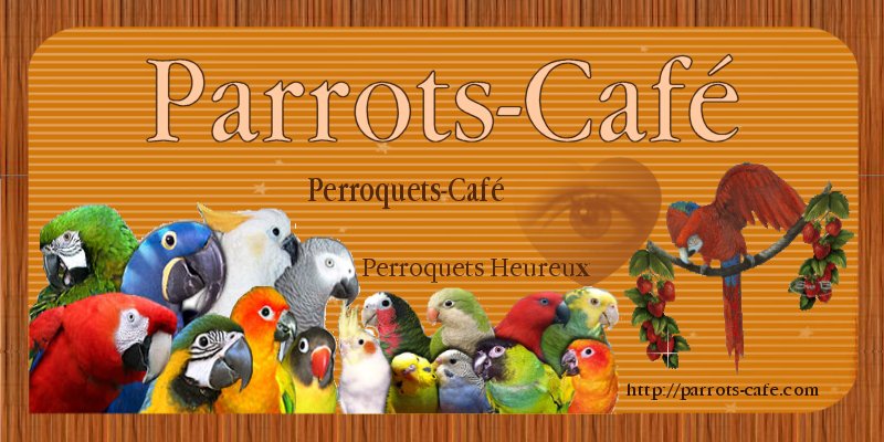 Parrots-Café Bannie12