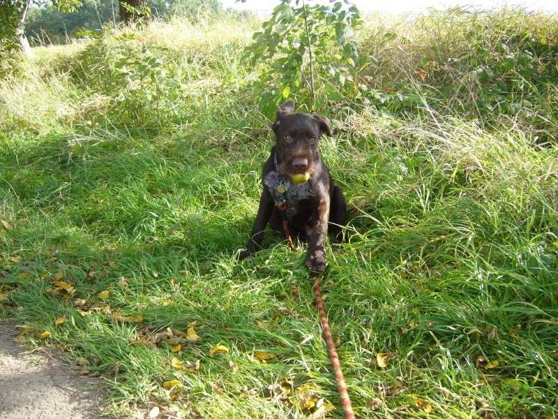 Sako, petit croisé chien de chasse, 7 mois Sako_410