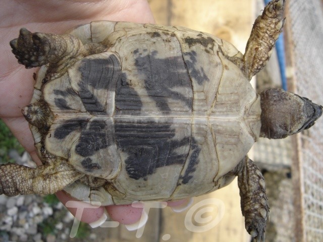 identification 2  tortues Dsc02417