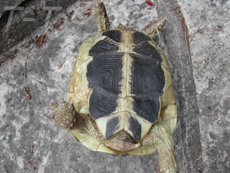 identification de mes tortues Dscn4515