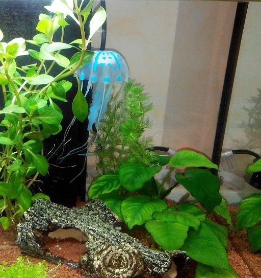 un indésirable est il en train de manger mes plantes ??? Anubia10