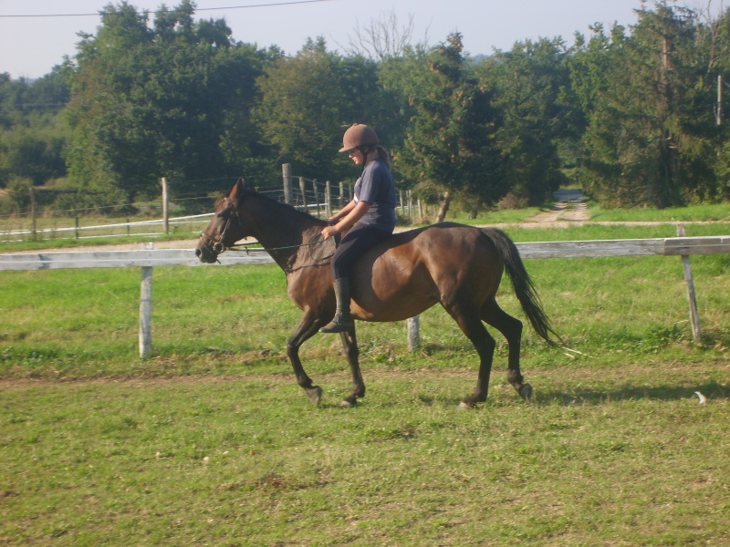 pas des chevaux du club S6000911