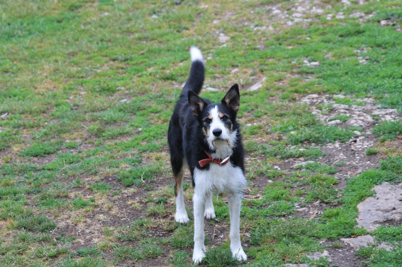 Joker X border Collie né le 3 Janvier 2013 Img_5410